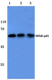 AP06250PU-N - RELA / NF-kB p65