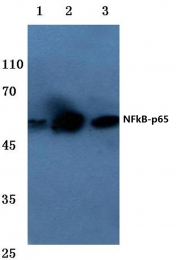 AP06251PU-N - RELA / NF-kB p65