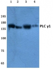 AP06287PU-N - PLCG1