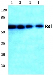 AP06306PU-N - REL