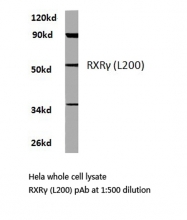 AP06308PU-N - RXR-gamma / RXRG
