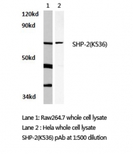 AP06314PU-N - PTPN11 / PTP2C