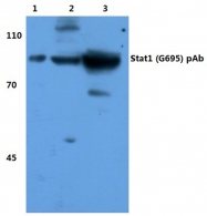 AP06325PU-N - STAT1