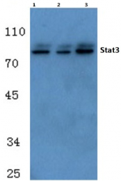AP06327PU-N - STAT3