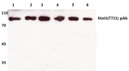 AP06328PU-N - STAT3