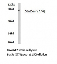 AP06331PU-N - STAT5 / STAT5A