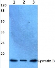 AP06334PU-N - Cystatin-B