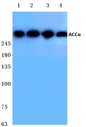 AP06366PU-N - Acetyl-CoA carboxylase 1