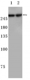 AP06367PU-N - Acetyl-CoA carboxylase 1