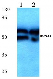 AP06369PU-N - RUNX1