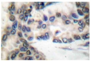 AP06373PU-N - CEBPA