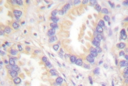 AP06376PU-N - Caspase-8 / FLICE