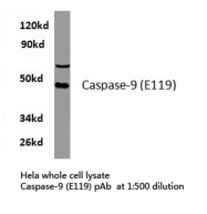 AP06377PU-N - Caspase-9