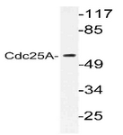 AP06379PU-N - CDC25A