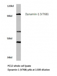 AP06385PU-N - Dynamin-1