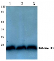 AP06394PU-N - Histone H3