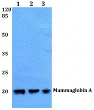AP06400PU-N - SCGB2A2 / PSBPC3