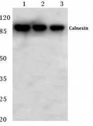 AP06425PU-N - Calnexin