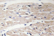 AP06431PU-N - CD29 / Integrin beta-1
