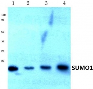 AP06463PU-N - SUMO1