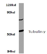 AP06470PU-N - TUBG1 / Tubulin gamma 1