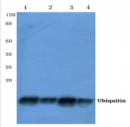 AP06474PU-N - Ubiquitin