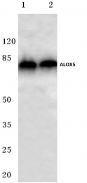 AP06493PU-N - ALOX5 / LOG5