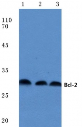 AP06497PU-N - Bcl-2