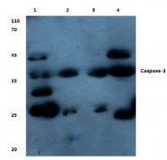 AP06504PU-N - Caspase-3