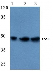 AP06508PU-N - CD88 / C5R1
