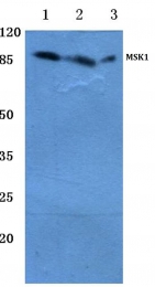 AP06539PU-N - RPS6KA5 / MSK1