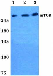 AP06541PU-N - mTOR / FRAP1