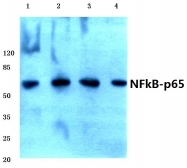 AP06546PU-N - RELA / NF-kB p65