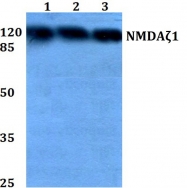 AP06547PU-N - NMDA Receptor 1