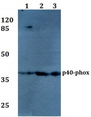 AP06549PU-N - NCF-4