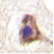 AP06560PU-N - CD31 / PECAM1