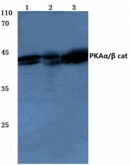 AP06562PU-N - AKT1 / PKB