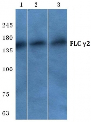 AP06571PU-N - PLCG2