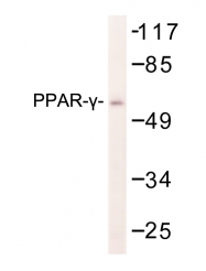 AP06573PU-N - PPAR-gamma
