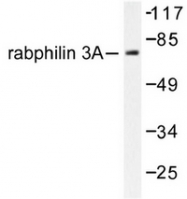 AP06576PU-N - Rabphilin-3A / RPH3A
