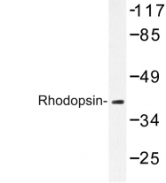 AP06577PU-N - Rhodopsin