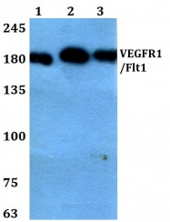 AP06592PU-N - VEGFR-1 / Flt-1