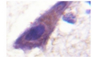 AP06598PU-N - CD71 / TFRC