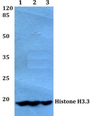 AP06614PU-N - Histone H3.3