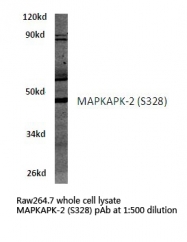 AP06619PU-N - MAPKAP Kinase-2