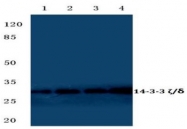 AP06623PU-N - 14-3-3 protein zeta/delta