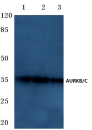 AP06627PU-N - Aurora kinase B/C