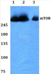 AP06628PU-N - mTOR / FRAP1