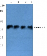 AP06656PU-N - Aldolase A / ALDOA