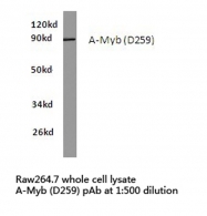 AP06663PU-N - MYBL1